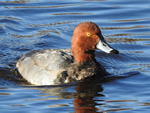 Red-headed Duck 